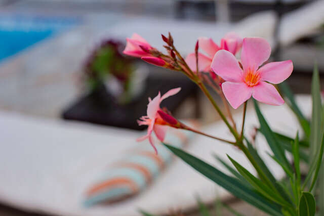 Бутик-Отель Мускатель Гурзуф-240