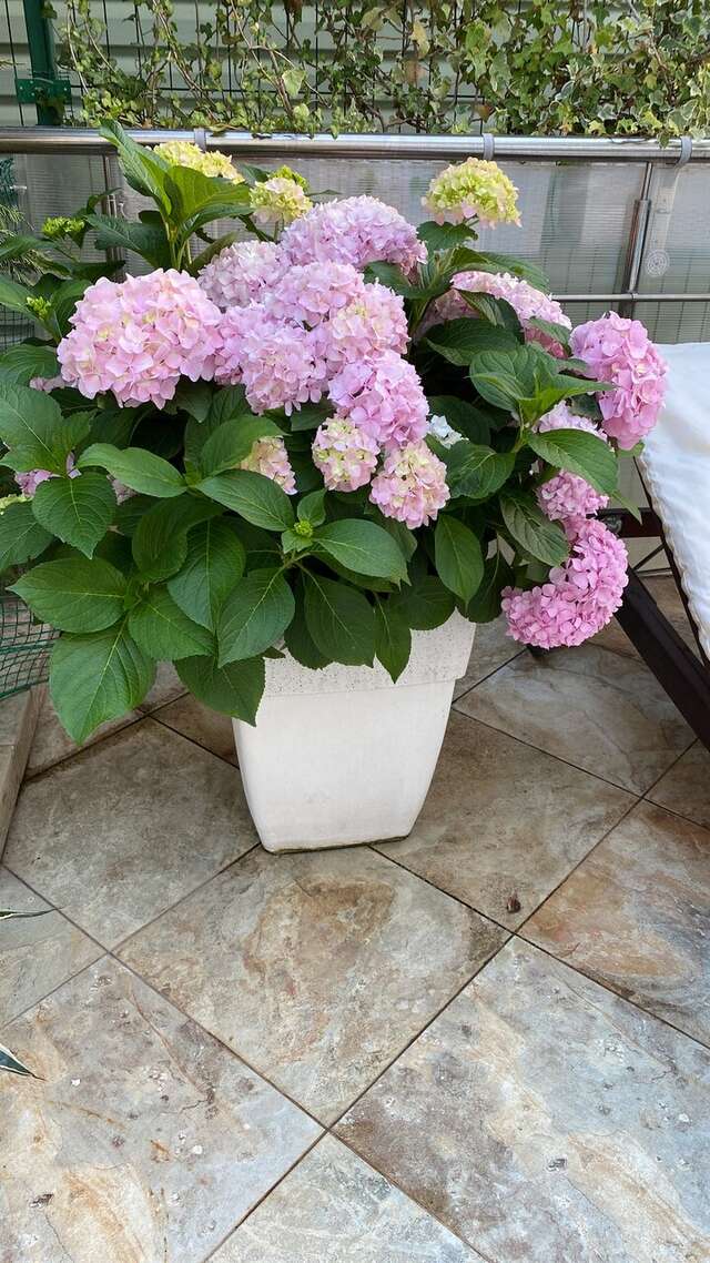 Бутик-Отель Мускатель Гурзуф-208